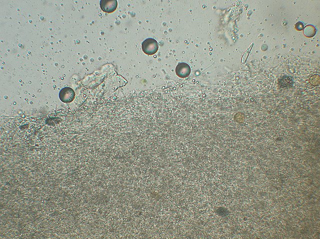 Cheimonophyllum candidissimum   (Berk. & M.A. Curtis) Singer